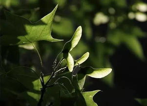 苗木种植与管理