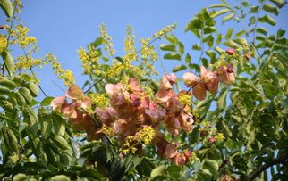 南栾树和北栾树两种不同树种，它们在形态和长习性存在些区别。