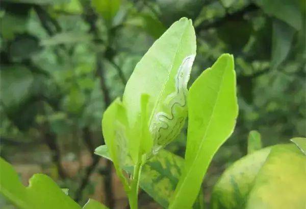 柑橘潜叶蛾来袭，甲维茚虫威Neng否解忧？