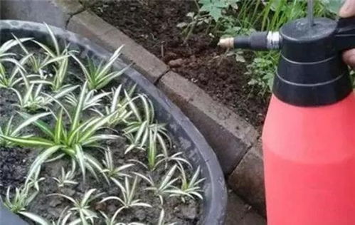 吊兰垂叶，怎么剪滴？