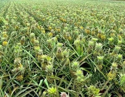 菠萝树的种植方法及结果周期是怎样的？从种植到结果需要多长时间？