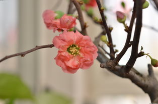 刺梅花的种植季节