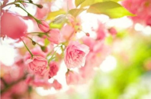 第一步：选好时间， 阳光要适量