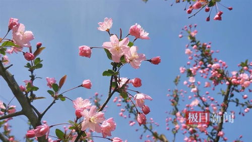 因地卡开花后如何巧妙处理才能绽放更大魅力