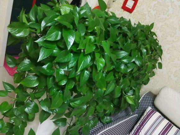 观叶植物用有机肥还是无机肥好？老花匠教你选对肥料