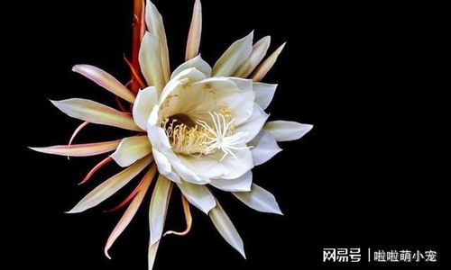 昙花绽放瞬间，为何如此迅速
