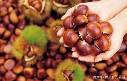 板栗：种子植物中的“坚果皇后”