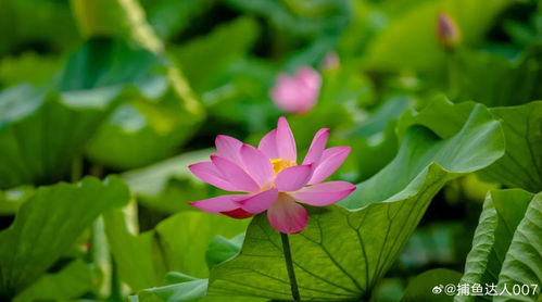 白洋淀荷花开了吗？花期预测及赏花指南