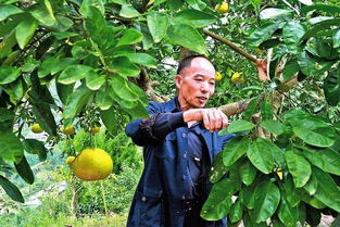 数据对比：幼苗期施肥要“少量多餐”