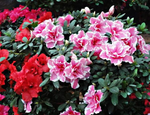 杜鹃花修剪，旨在促进植株生长