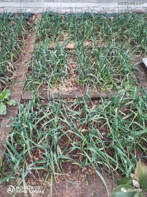 种植小葱的小秘密：哪种农药Zui管用？