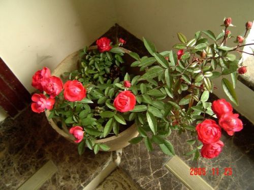 家中的环境，是否会影响玫瑰生长？