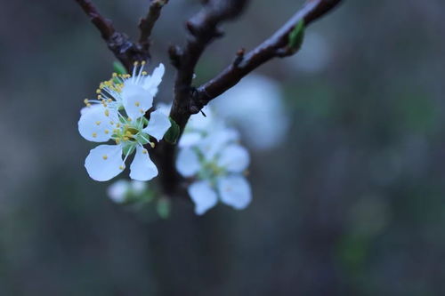 每种类型月季， 修剪强度不同