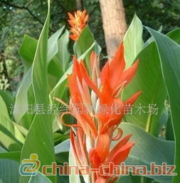 草坪：修剪与浇水两不误