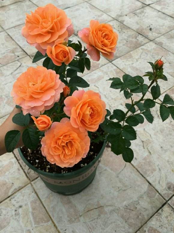 九月黄昏月季的花朵魅力