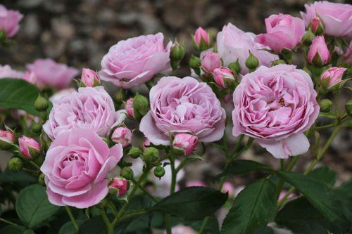 耐寒，冬日的温暖守候