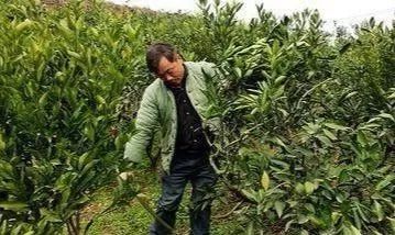 罗汉柴叶子枯了是浇水过多还是施肥不足