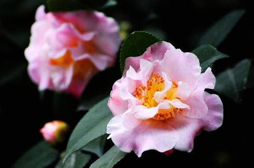 土壤是关键， 捏一捏就知道