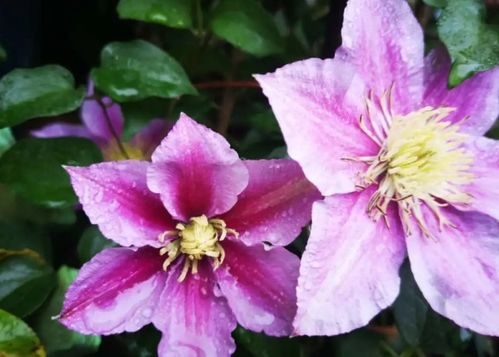 冬日里的色彩盛宴：既抗寒又耐热的花卉品种大盘点