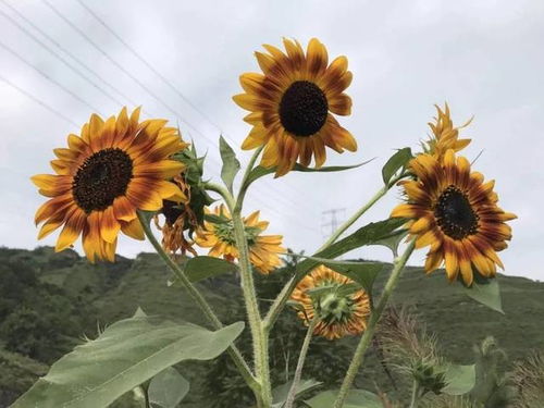 向日葵7月开花？想看漂亮花海可别错过时间