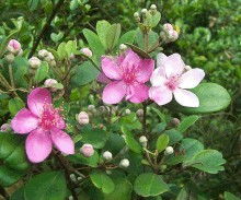 桃金娘的生态价值与应用