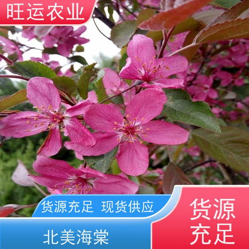 杨梅树春季开花，夏季结果