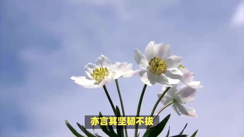不同颜色的银莲花花语如何诠释生活的美丽
