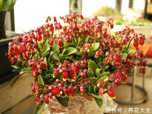 小宫灯长寿花如何扦插？成功率如何提高