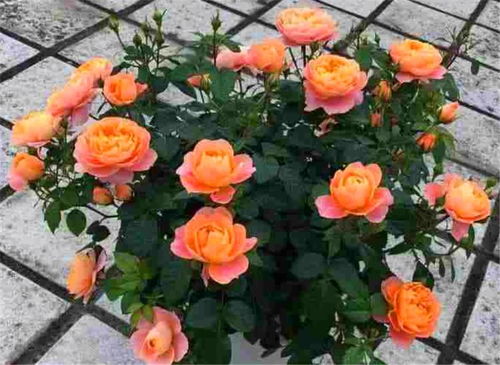 肥料是她的营养