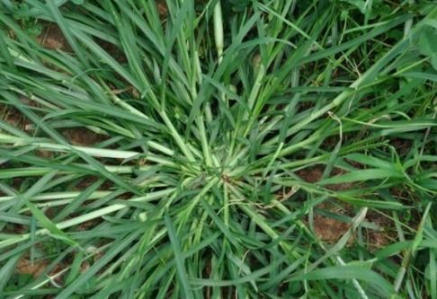 麦冬草的市场需求