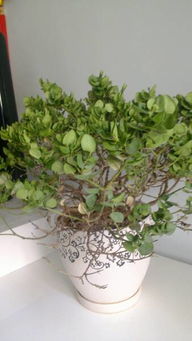 盆栽绿树，如何让枝繁叶茂