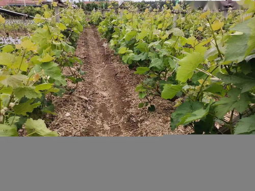 肥皂水大行动， 叶子们快来救救我