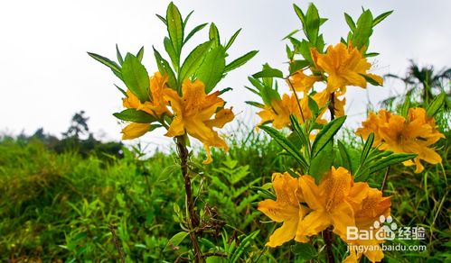 先说说咱们得了解一下有毒花草的危害。