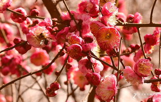 红梅的区分技巧