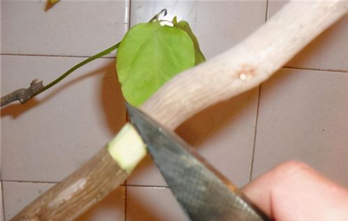 梅花压条繁殖的高压时间和技术要点有哪些