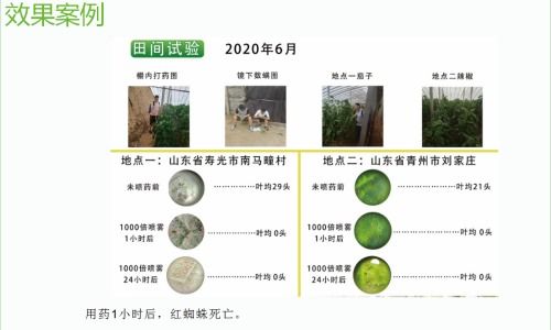 一、红蜘蛛怎么防治