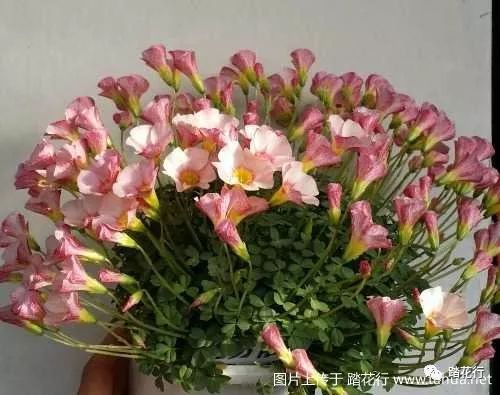 花球花养护小窍门：保持花朵鲜艳，延长花期