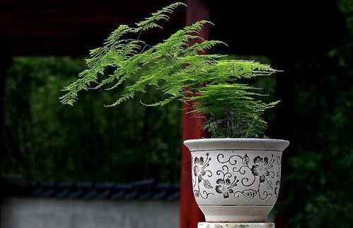 文竹种植方法是什么？如何让文竹长得更旺盛