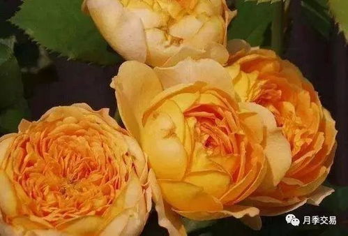 冬季防寒不可忽视