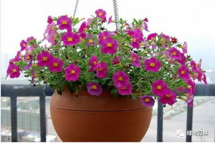 浇水， 这可是门学问