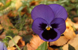 低温春化：紫罗兰的花芽分化秘密