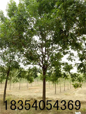 青檀树的详细介绍