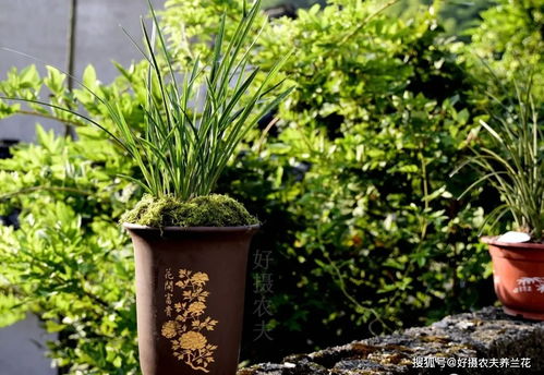 石菖蒲冬季如何避免冻死，安全越冬