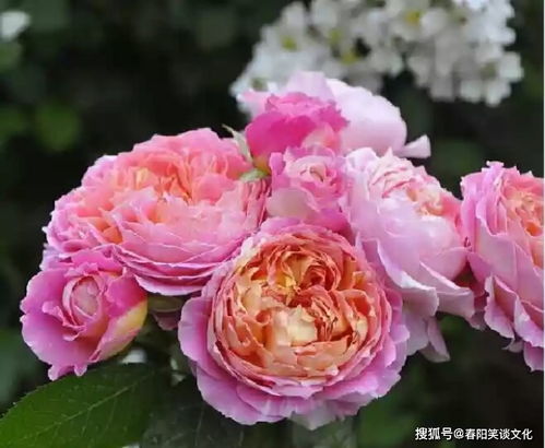 秋日胭脂与皇家胭脂的区别