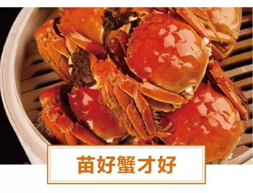 冬季养蟹技巧全解析