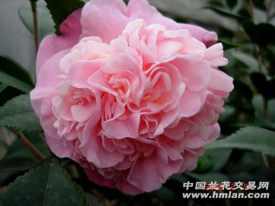 千里香茶花养护指南：轻松打造花香满屋的家居绿洲
