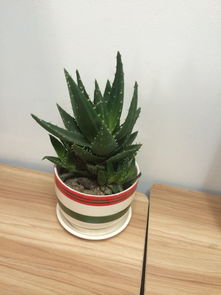 凤梨花如何进行科学养护？有哪些养殖方法和需要注意的细节