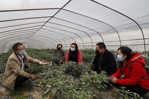 广西巴马茶油基地春季种植指南：抓住黄金期，种出高品质茶油！