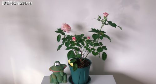 海神王开花后如何巧妙修剪