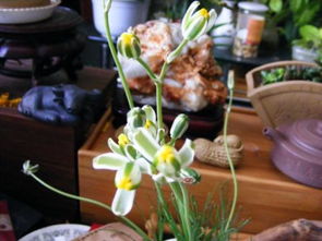 康乃馨保湿方法